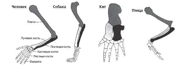На рисунке показаны кости конечностей птицы человека динозавра и кита какое из следующих утверждений